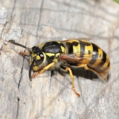 Vespula germanica at Acton, ACT - 28 May 2021 01:36 PM