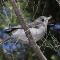 Colluricincla harmonica at Downer, ACT - 28 May 2021 12:04 PM