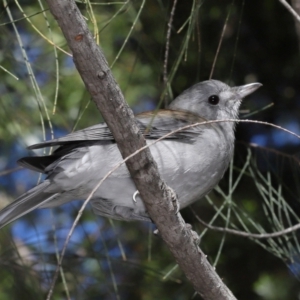 Colluricincla harmonica at Downer, ACT - 28 May 2021