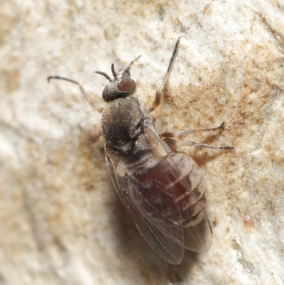Ceratopogonidae (family) (Biting Midge) at ANBG - 28 May 2021 by TimL