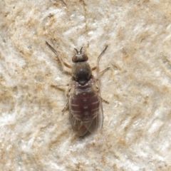 Ceratopogonidae (family) at Downer, ACT - 28 May 2021