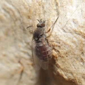 Ceratopogonidae (family) at Downer, ACT - 28 May 2021