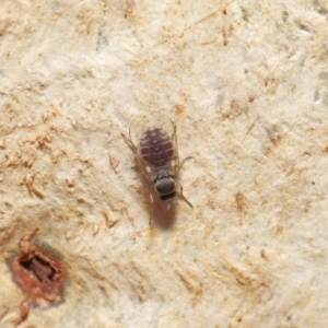 Ceratopogonidae (family) at Downer, ACT - 28 May 2021