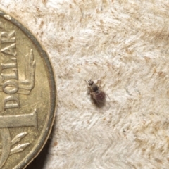 Ceratopogonidae (family) at Downer, ACT - 28 May 2021