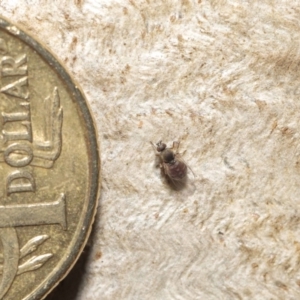 Ceratopogonidae (family) at Downer, ACT - 28 May 2021