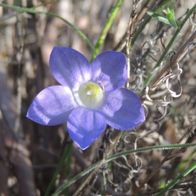 Wahlenbergia stricta subsp. stricta (Tall Bluebell) at Conder, ACT - 30 Mar 2021 by MichaelBedingfield