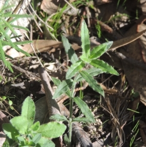 Wahlenbergia stricta subsp. stricta at Conder, ACT - 30 Mar 2021