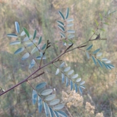 Indigofera australis subsp. australis (Australian Indigo) at Rob Roy Range - 30 Mar 2021 by MichaelBedingfield