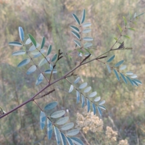 Indigofera australis subsp. australis at Conder, ACT - 30 Mar 2021 07:07 PM