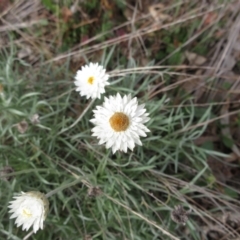 Leucochrysum albicans subsp. tricolor (Hoary Sunray) at Holt, ACT - 1 Jun 2021 by sangio7