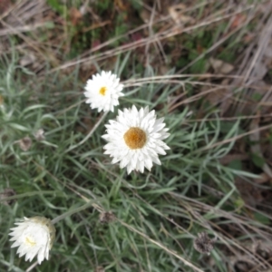 Leucochrysum albicans subsp. tricolor at Holt, ACT - 1 Jun 2021 12:58 PM