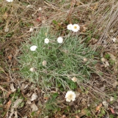 Leucochrysum albicans subsp. tricolor at Holt, ACT - 1 Jun 2021