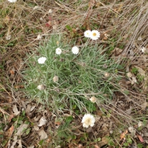 Leucochrysum albicans subsp. tricolor at Holt, ACT - 1 Jun 2021 12:58 PM