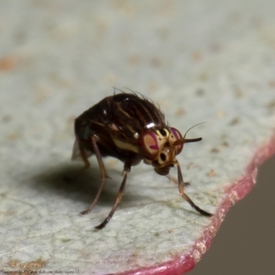 Steganopsis melanogaster (A lauxaniid fly) at Coree, ACT - 2 Jun 2021 by Roger