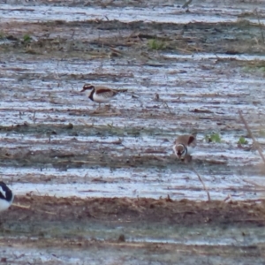 Charadrius melanops at Fyshwick Sewerage Treatment Plant - 1 Jun 2021