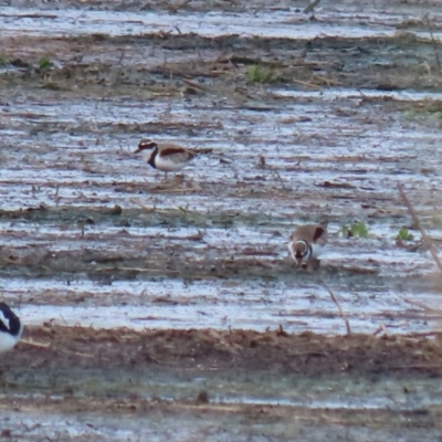 Charadrius melanops (Black-fronted Dotterel) at Fyshwick Sewerage Treatment Plant - 1 Jun 2021 by RodDeb