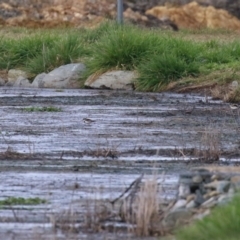 Charadrius melanops at Fyshwick Sewerage Treatment Plant - 1 Jun 2021