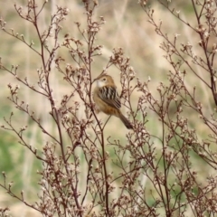 Cisticola exilis (Golden-headed Cisticola) at Fyshwick, ACT - 1 Jun 2021 by RodDeb