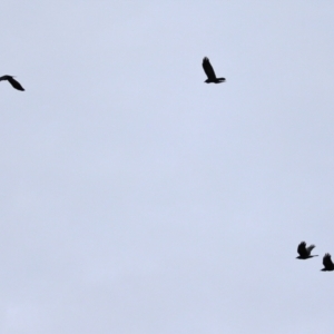 Corvus mellori at Fyshwick, ACT - 1 Jun 2021