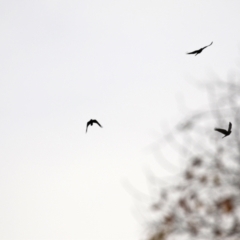 Corvus mellori at Fyshwick, ACT - 1 Jun 2021