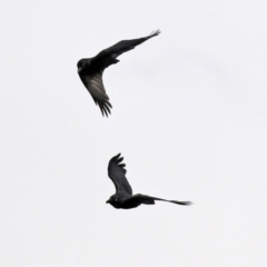 Corvus mellori at Fyshwick, ACT - 1 Jun 2021 01:36 PM