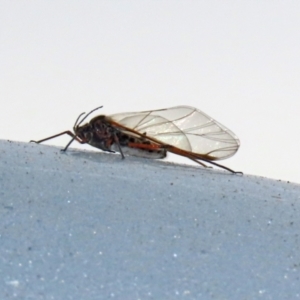 Tuberolachnus salignus at Fyshwick Sewerage Treatment Plant - 1 Jun 2021