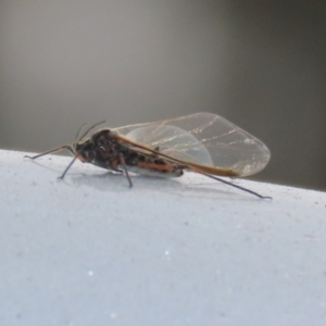 Tuberolachnus salignus at Fyshwick Sewerage Treatment Plant - 1 Jun 2021 03:03 PM