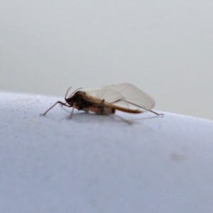 Tuberolachnus salignus at Fyshwick Sewerage Treatment Plant - 1 Jun 2021 03:03 PM