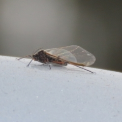 Tuberolachnus salignus at Fyshwick Sewerage Treatment Plant - 1 Jun 2021 03:03 PM