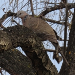 Spilopelia chinensis (Spotted Dove) at Fyshwick, ACT - 1 Jun 2021 by RodDeb