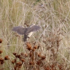 Synoicus ypsilophorus (Brown Quail) at Fyshwick, ACT - 1 Jun 2021 by RodDeb