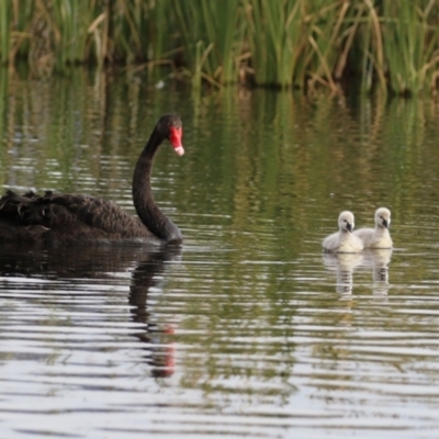 Cygnus atratus (Black Swan) at Jerrabomberra Wetlands - 1 Jun 2021 by RodDeb