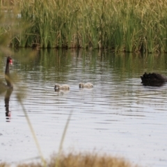 Cygnus atratus at Fyshwick, ACT - 1 Jun 2021