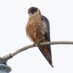 Falco longipennis (Australian Hobby) at Fyshwick, ACT - 1 Jun 2021 by RodDeb