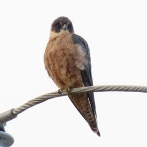 Falco longipennis at Fyshwick, ACT - 1 Jun 2021 03:19 PM