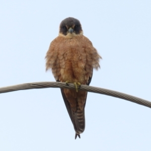 Falco longipennis at Fyshwick, ACT - 1 Jun 2021 03:19 PM