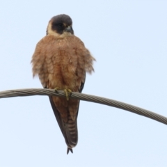 Falco longipennis at Fyshwick, ACT - 1 Jun 2021