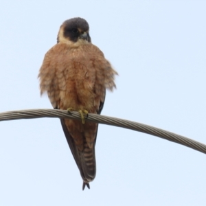 Falco longipennis at Fyshwick, ACT - 1 Jun 2021