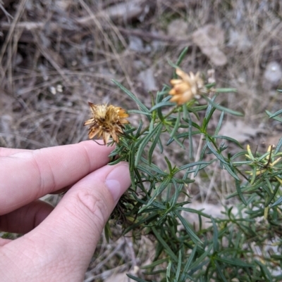 Xerochrysum viscosum (Sticky Everlasting) at Table Top, NSW - 2 Jun 2021 by Darcy