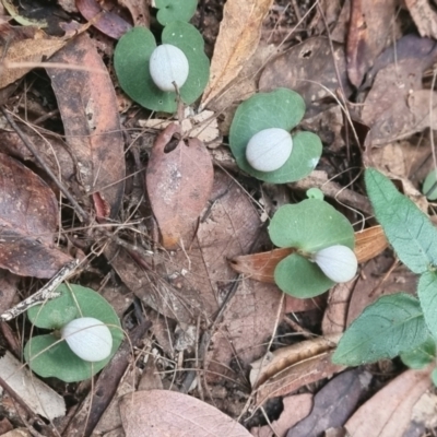 Corybas barbarae (Helmet Orchid, Fairy Lanterns) at Pomona, QLD - 1 Jun 2021 by jenqld