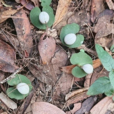 Corybas barbarae (Helmet Orchid, Fairy Lanterns) at Pomona, QLD - 31 May 2021 by jenqld