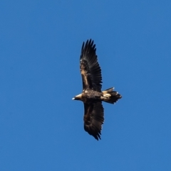 Aquila audax (Wedge-tailed Eagle) at Coree, ACT - 2 Jun 2021 by Roger