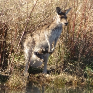 Macropus giganteus at Fyshwick, ACT - 31 May 2021