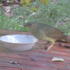 Ptilonorhynchus violaceus at Flynn, ACT - 2 Jun 2021