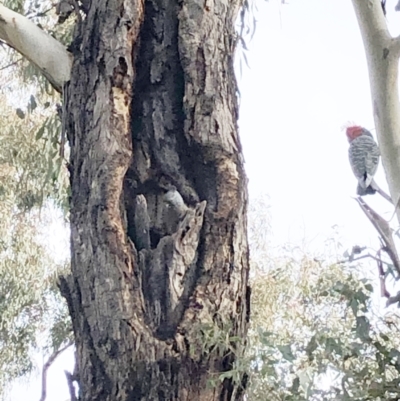 Callocephalon fimbriatum (Gang-gang Cockatoo) at Hughes Garran Woodland - 1 Jun 2021 by ruthkerruish