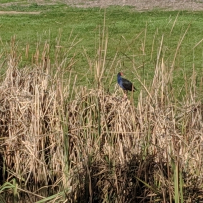 Porphyrio melanotus (Australasian Swamphen) at Lavington, NSW - 20 Jul 2019 by Darcy