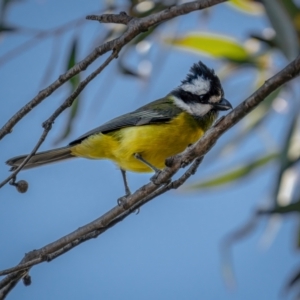 Falcunculus frontatus at Mount Clear, ACT - 2 Jun 2021