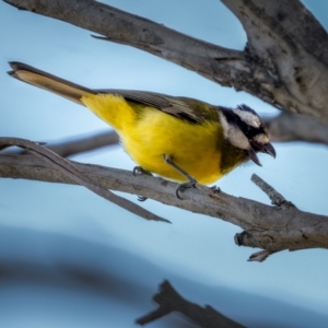 Falcunculus frontatus at Mount Clear, ACT - 2 Jun 2021