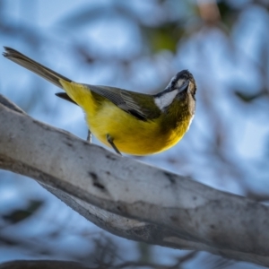 Falcunculus frontatus at Mount Clear, ACT - 2 Jun 2021