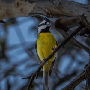 Falcunculus frontatus at Mount Clear, ACT - 2 Jun 2021